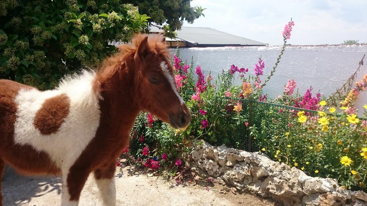 Agriturismo Torrevecchia San Pancrazio Salentino Kültér fotó