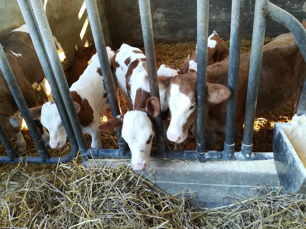 Agriturismo Torrevecchia San Pancrazio Salentino Kültér fotó