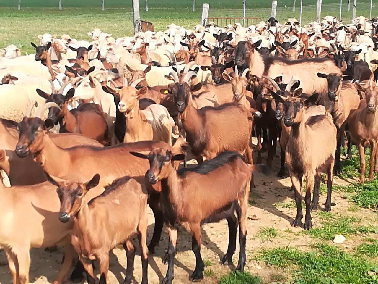 Agriturismo Torrevecchia San Pancrazio Salentino Kültér fotó