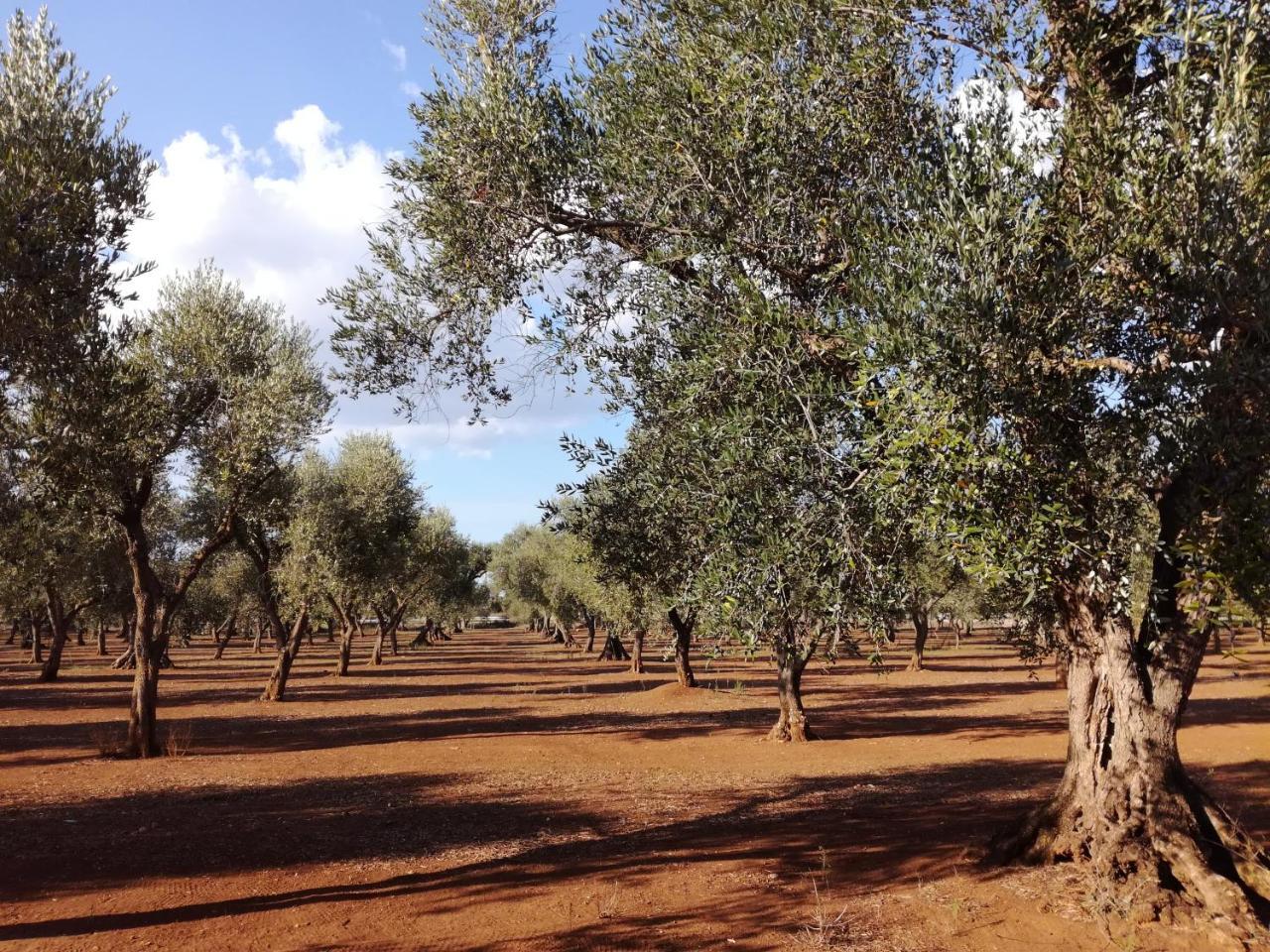 Agriturismo Torrevecchia San Pancrazio Salentino Kültér fotó