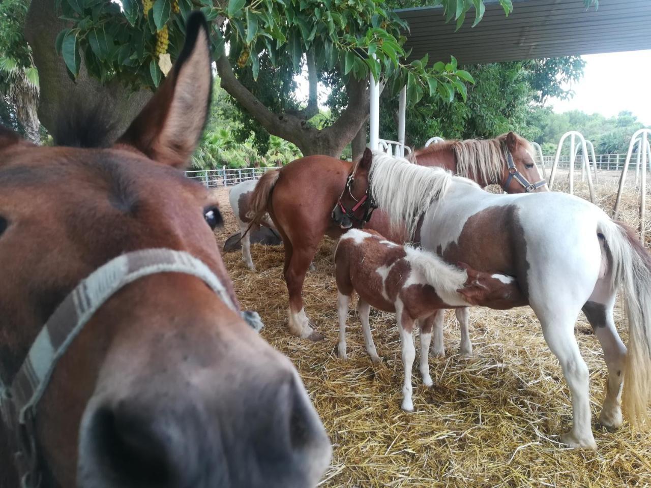 Agriturismo Torrevecchia San Pancrazio Salentino Kültér fotó