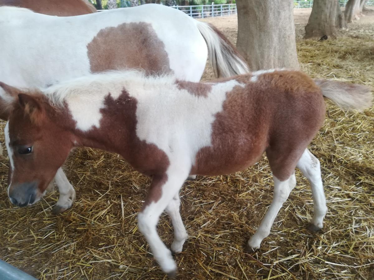 Agriturismo Torrevecchia San Pancrazio Salentino Kültér fotó