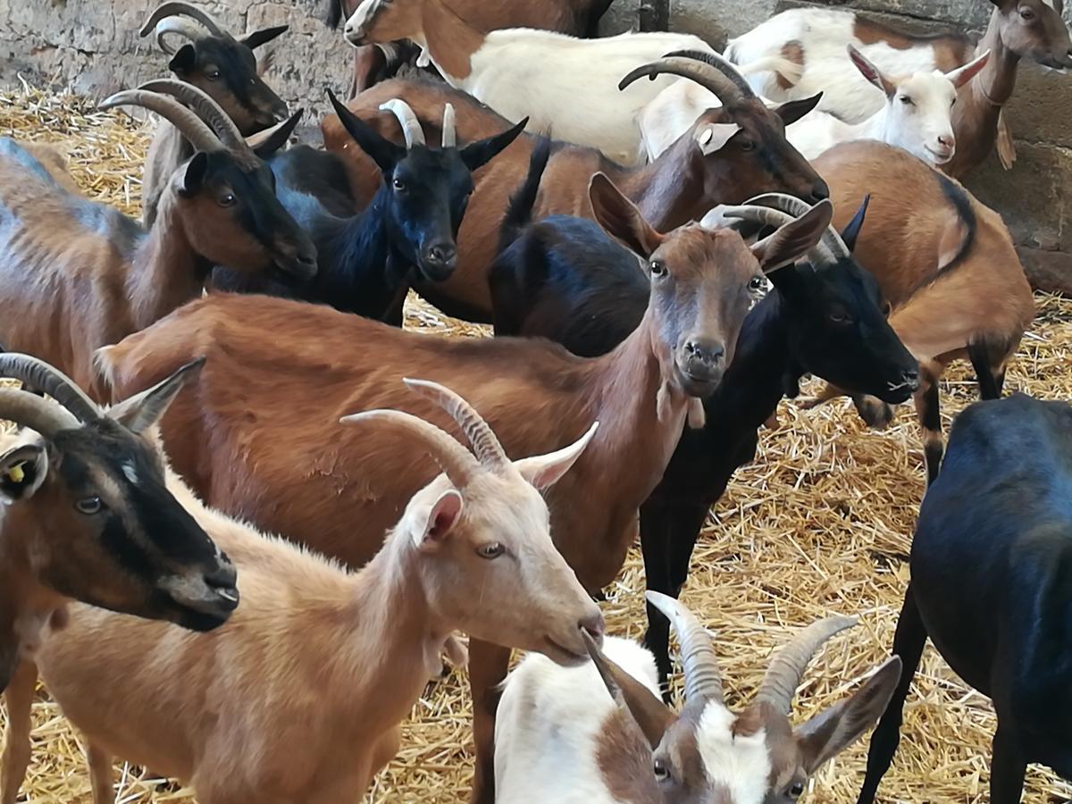 Agriturismo Torrevecchia San Pancrazio Salentino Kültér fotó